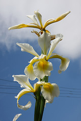 Image showing Yellow Iris