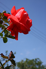 Image showing Red rose