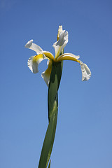 Image showing Yellow Iris