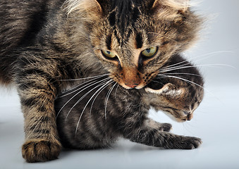 Image showing adorable newborn kitten with mother