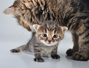 Image showing adorable newborn kitten with mother