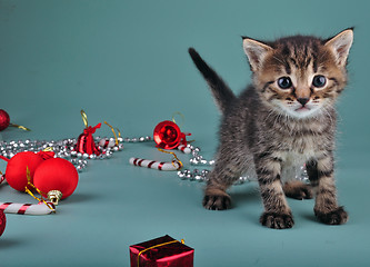 Image showing Christmas group portrait of kitten