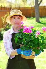 Image showing Retired gardener