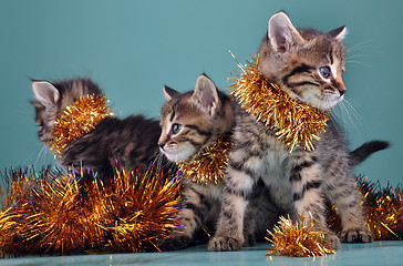 Image showing Christmas group portrait of kittens