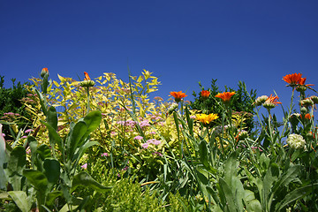 Image showing Marigold