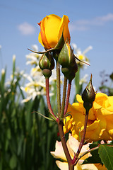 Image showing Yellow rose