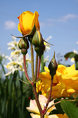 Image showing Yellow rose