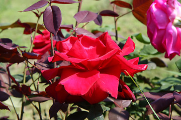 Image showing Red rose