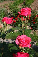 Image showing Red rose