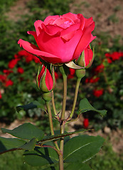 Image showing Red rose