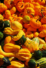 Image showing Pumpkins and gourds