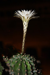 Image showing Cactus flower