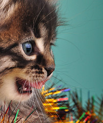 Image showing Christmas group portrait of kitten