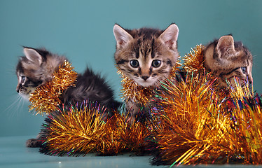 Image showing Christmas group portrait of kittens