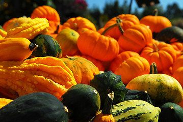 Image showing Pumpkins and gourds