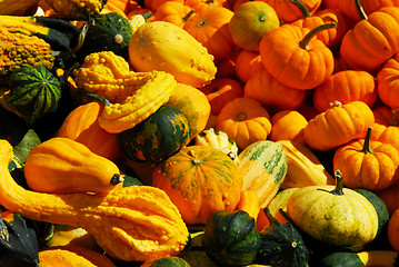 Image showing Pumpkins and gourds