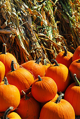 Image showing Pumpkins