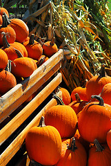 Image showing Pumpkins