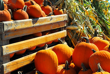 Image showing Pumpkins