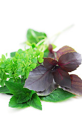 Image showing Assorted basil herbs