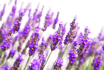 Image showing Lavender background