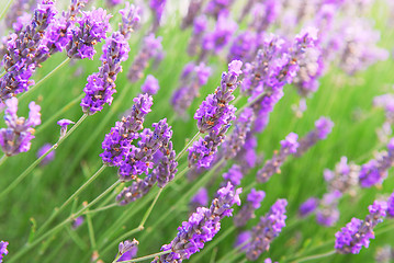 Image showing Lavender