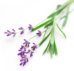 Image showing Lavender