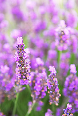 Image showing Lavender