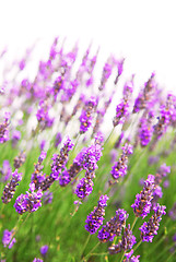 Image showing Lavender background