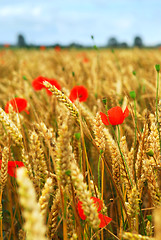 Image showing Grain and poppy field