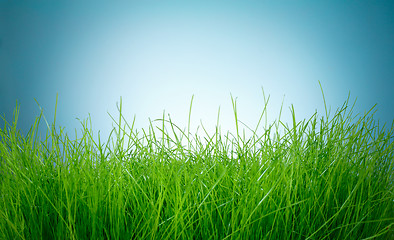 Image showing Spring green grass