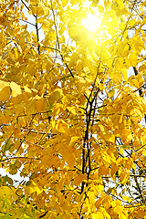 Image showing Autumn foliage and sunlight