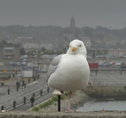 Image showing gull at Saint-Malo