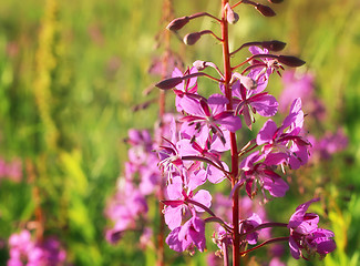 Image showing Wild flower of Willow-herb in the evening field