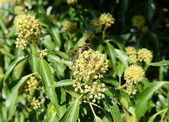 Image showing Crane fly on ivy