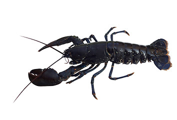 Image showing lobster