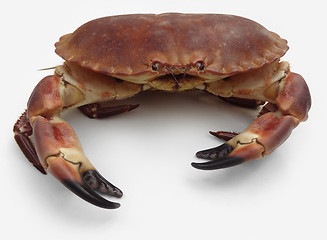 Image showing brown crab