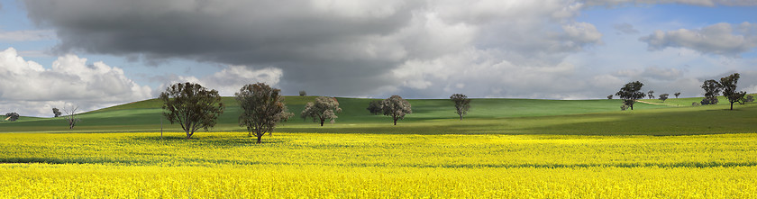 Image showing Fields of Green and Gold