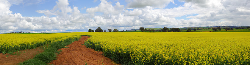 Image showing Canola Fields