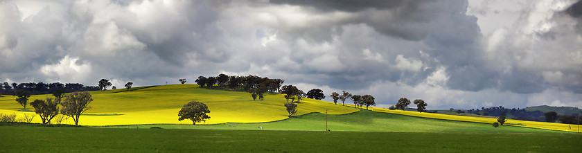 Image showing Sunnyside Cowra Landscape Canola Views