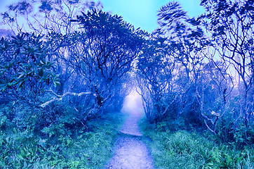 Image showing Craggy Gardens North Carolina Blue Ridge Parkway Autumn NC sceni