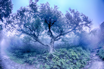 Image showing Craggy Gardens North Carolina Blue Ridge Parkway Autumn NC sceni