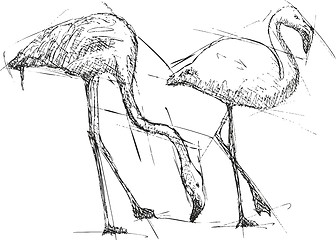 Image showing Sketch vector illustration of flamingos