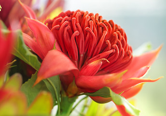 Image showing Waratah flower