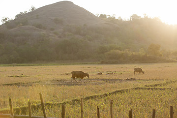 Image showing Flores Farmland