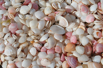 Image showing Seashells