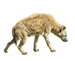 Image showing Spotted Hyena