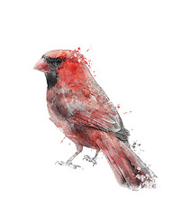 Image showing Watercolor Image Of Red Cardinal