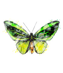 Image showing Watercolor Image Of Tropical Butterfly