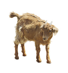 Image showing Young Goat